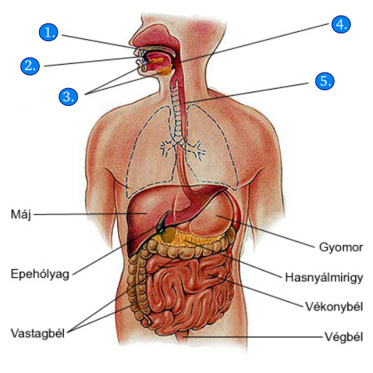 Emésztő szervrendszer 2