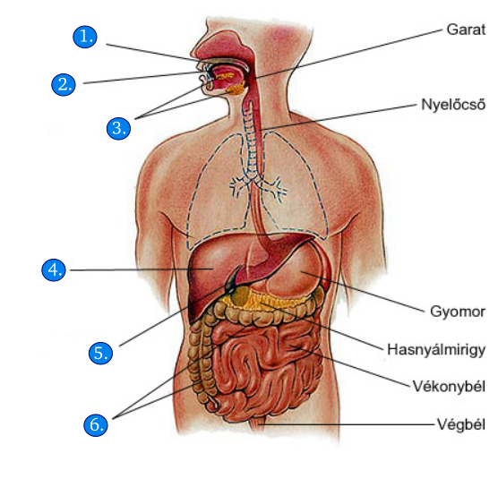 Emésztő szervrendszer 4
