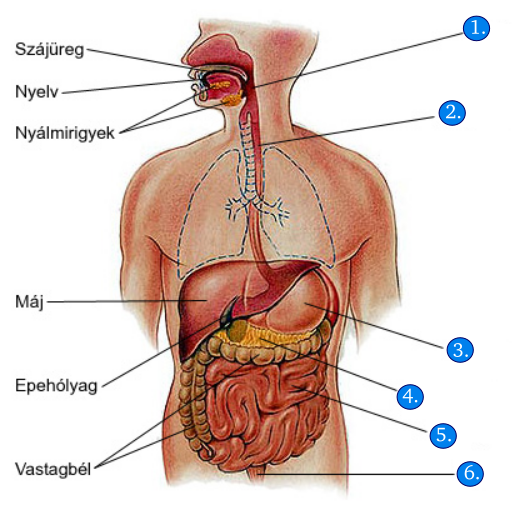 Emésztő szervrendszer 5